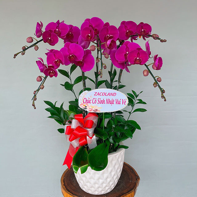 chậu lan hồ điệp 5 cành màu tím